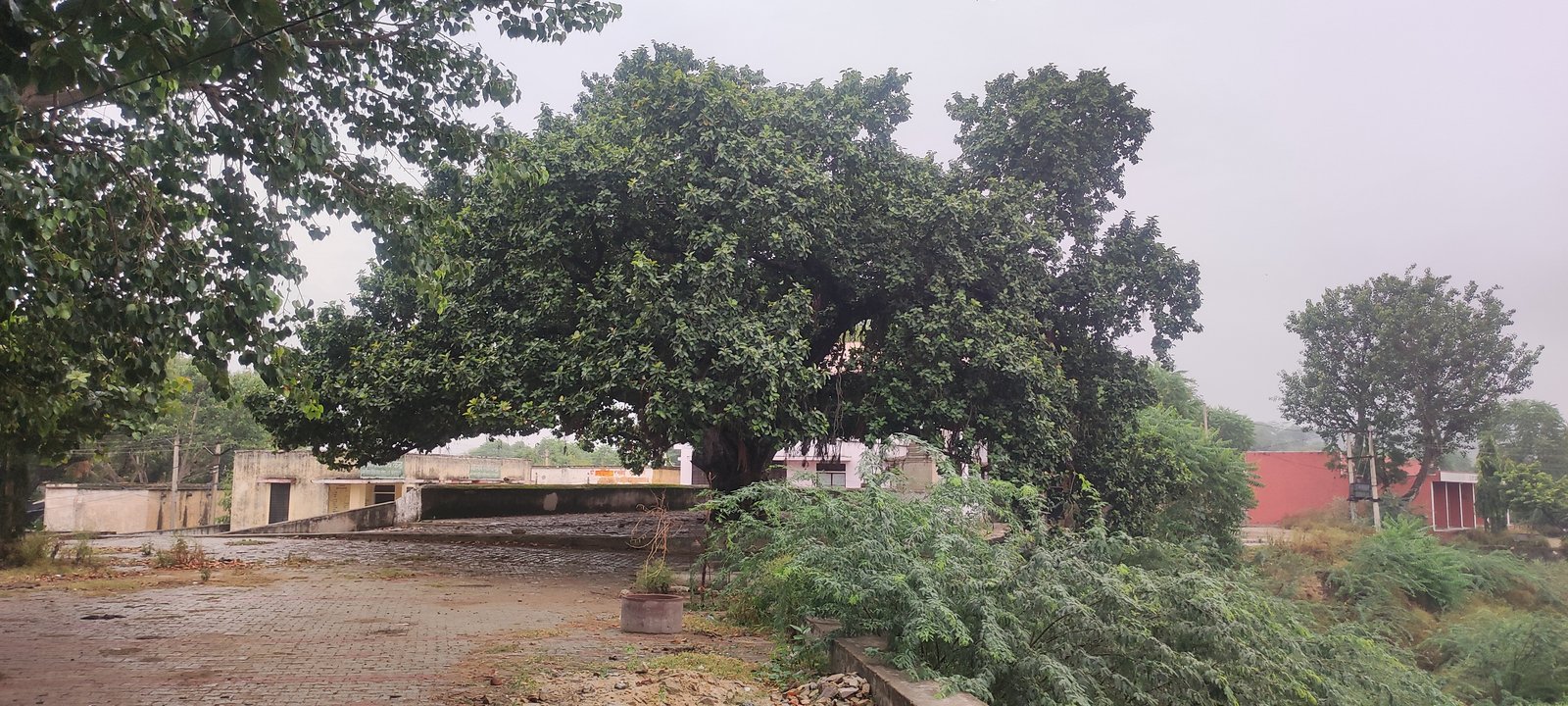 Ancient Banyan Tree