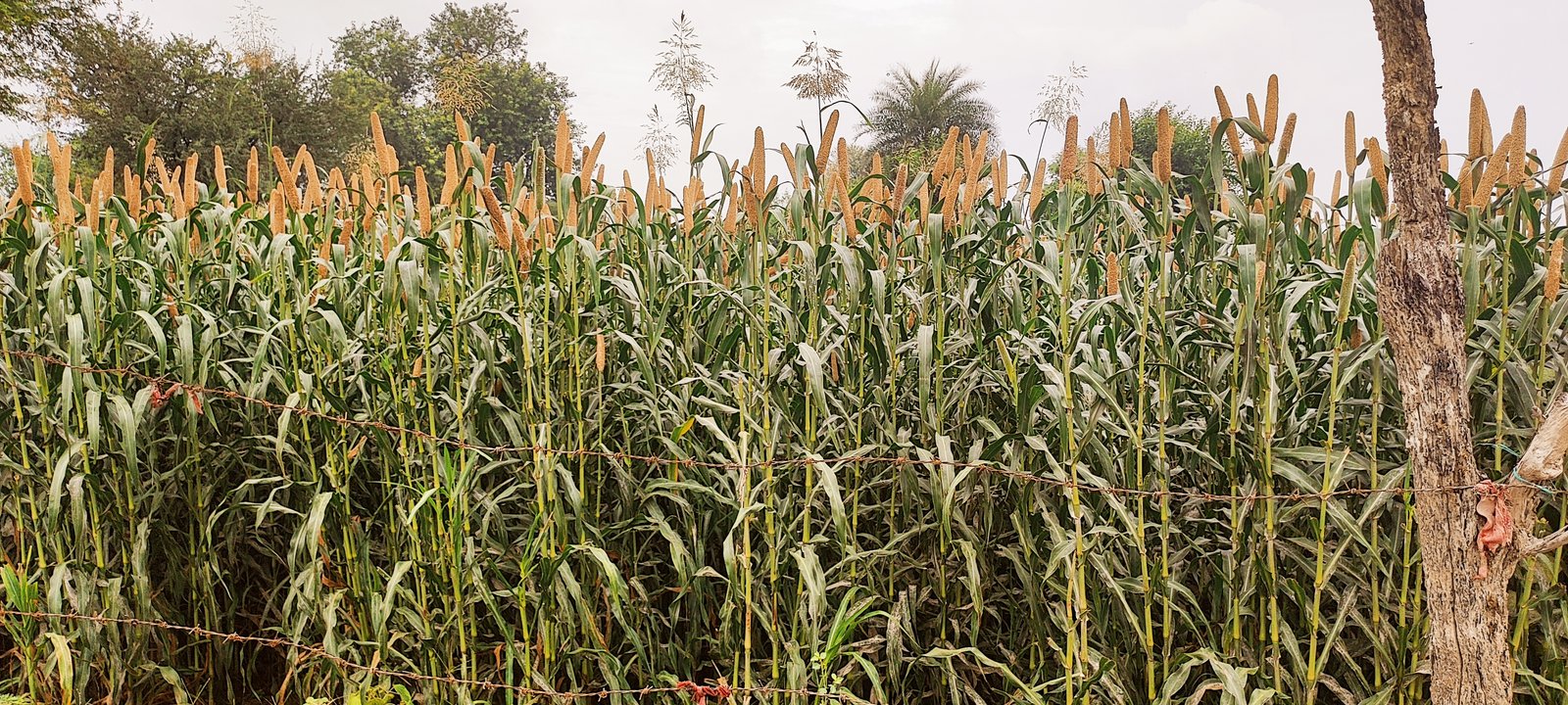Bajra fields
