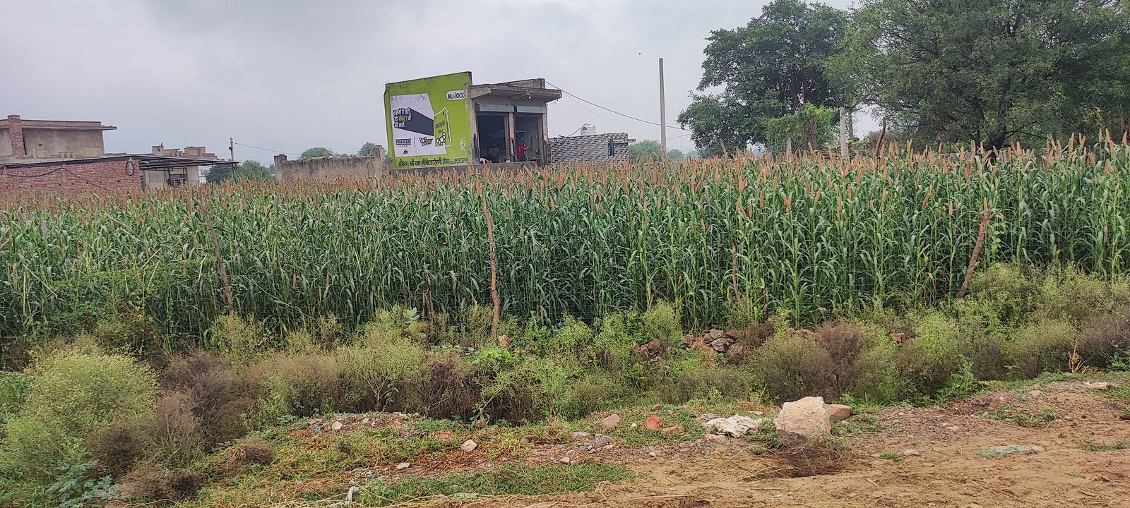 Bajra fields near shops