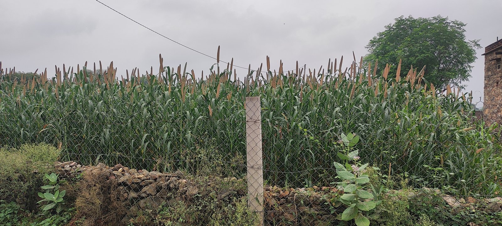 Bajra fields near village wall