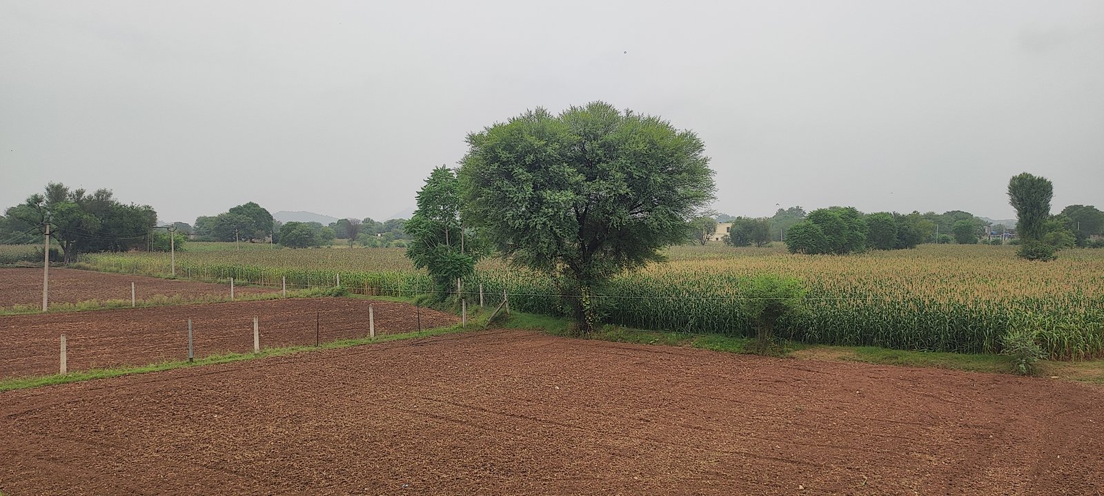 Farmland view