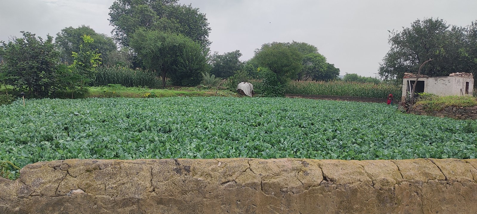 Vegetable farming