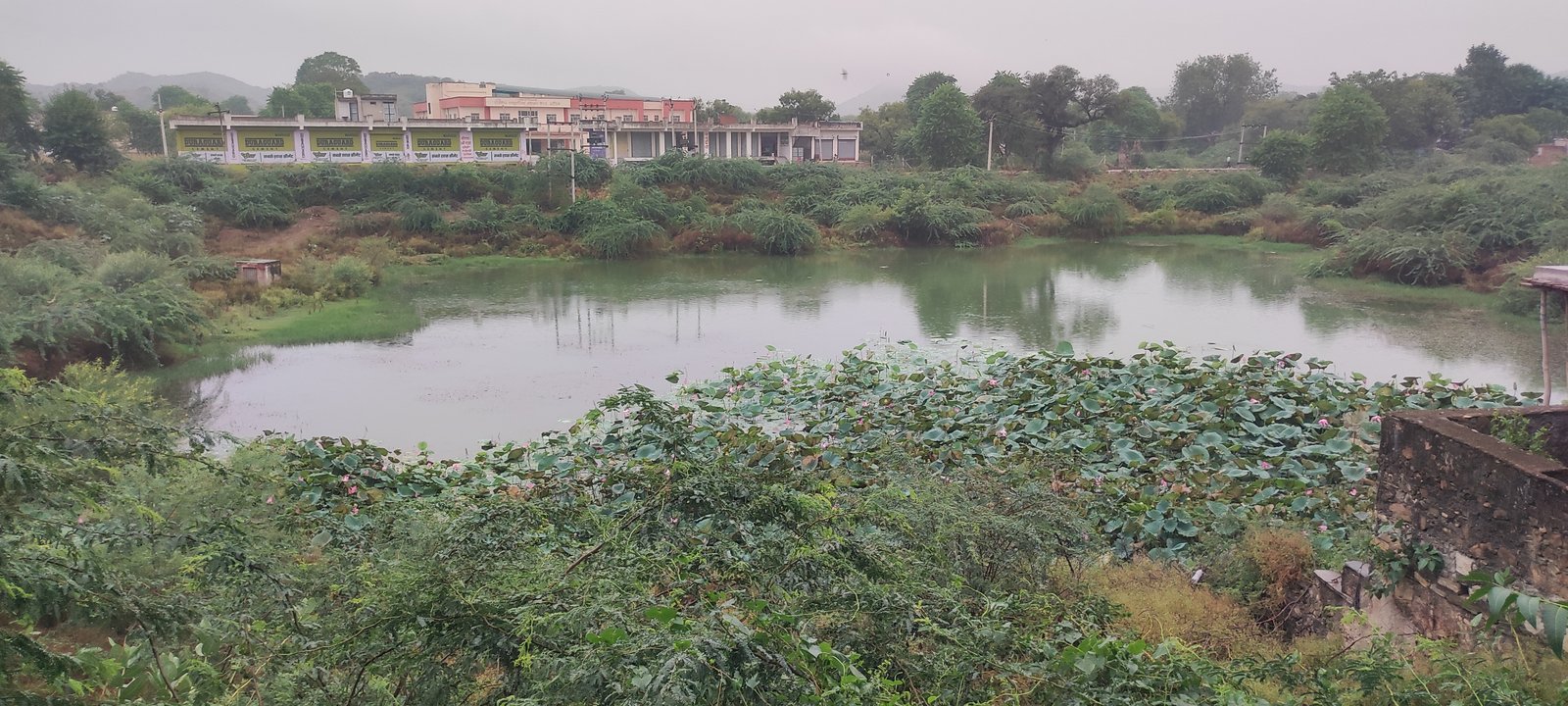 Village pond with lotus